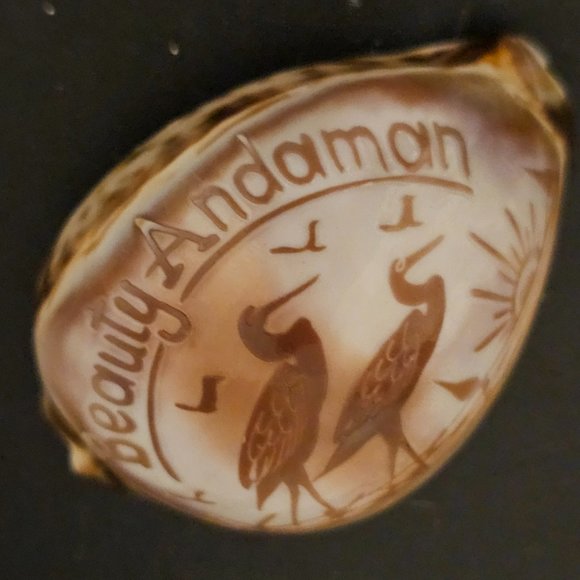 Etched Tiger Cowrie Shell Seashell Heron Egret Beauty Andaman Islands - Picture 2 of 4